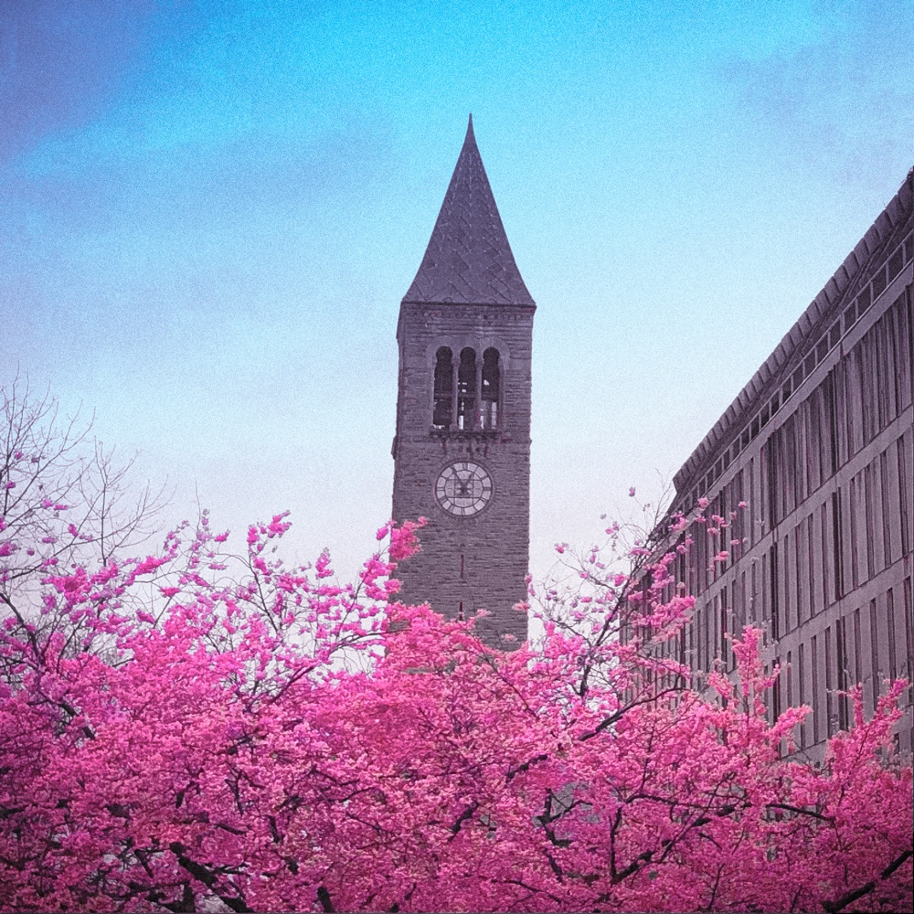 Sakura cover: vivid pink blossoms beneath a clock tower and a pale blue sky.